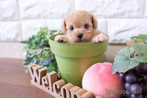 成約済の滋賀県のトイプードル-231114の2枚目