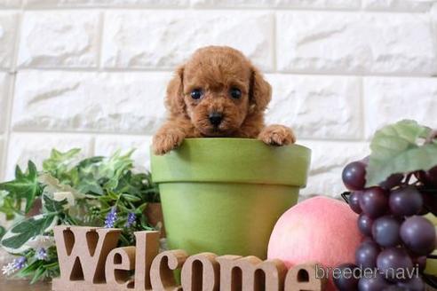 成約済の滋賀県のトイプードル-231109の2枚目