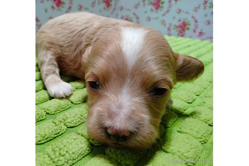 成約済の埼玉県のマルプー:マルチーズ×トイプードル-233114の9枚目