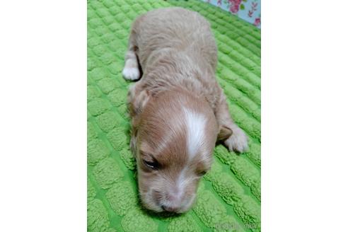 成約済の埼玉県のマルプー:マルチーズ×トイプードル-233114の8枚目