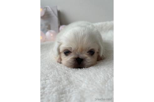 成約済の福岡県のペキニーズ-234384の2枚目