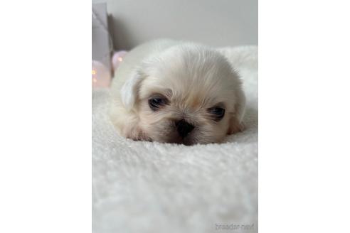 成約済の福岡県のペキニーズ-234384の3枚目