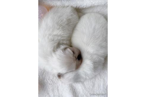 成約済の福岡県のペキニーズ-234384の4枚目