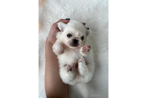 成約済の福岡県のペキニーズ-234384の1枚目