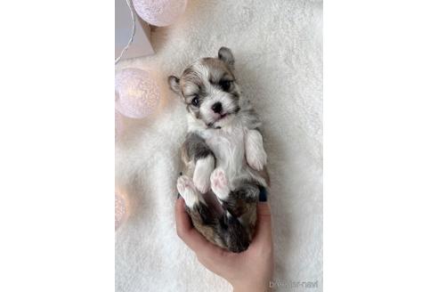 成約済の福岡県のチワマル:チワワ×マルチーズ-234387の8枚目