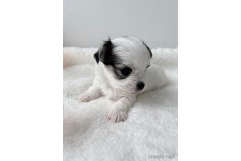 成約済の福岡県のチワマル:チワワ×マルチーズ-234391の7枚目