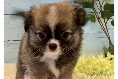成約済の埼玉県のチワワ(ロングコート)-229987の3枚目
