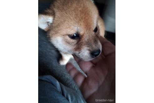 成約済の千葉県の柴犬-234411の1枚目