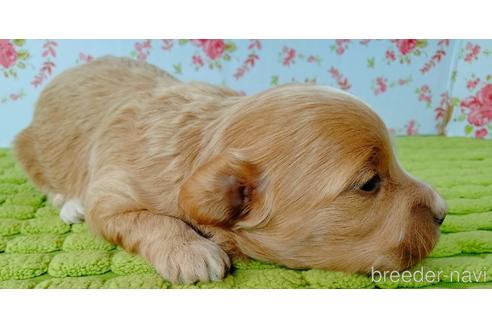 成約済の埼玉県のマルプー:マルチーズ×トイプードル-233114の5枚目