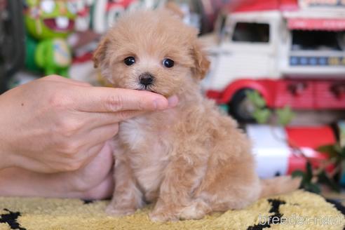 成約済の群馬県のマルプー:マルチーズ×トイプードル-234425