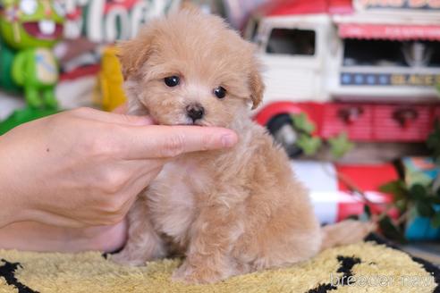 成約済の群馬県のマルプー:マルチーズ×トイプードル-234425の5枚目