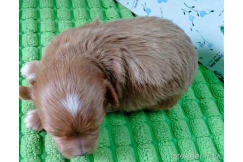 成約済の埼玉県のマルプー:マルチーズ×トイプードル-233116の4枚目