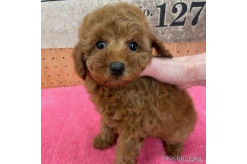 子犬