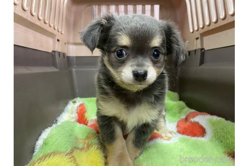 成約済の愛媛県のチワワ(ロングコート)-234479の2枚目