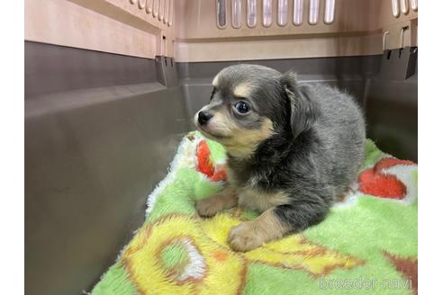 成約済の愛媛県のチワワ(ロングコート)-234479の3枚目