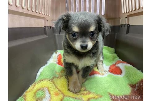 成約済の愛媛県のチワワ(ロングコート)-234479の4枚目