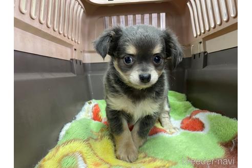 成約済の愛媛県のチワワ(ロングコート)-234479の1枚目