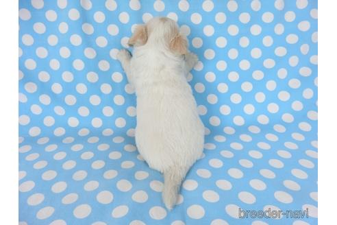 成約済の千葉県のチワワ(ロングコート)-234493の5枚目