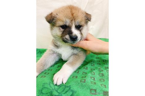 成約済の静岡県の秋田犬-234500の5枚目