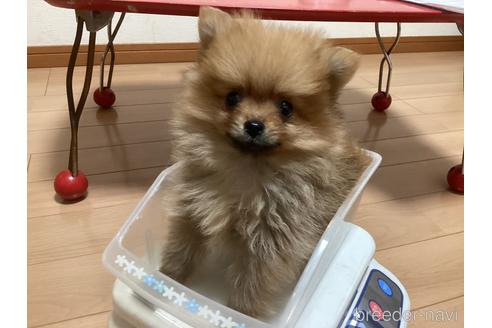 成約済の千葉県のポメラニアン-229360の25枚目