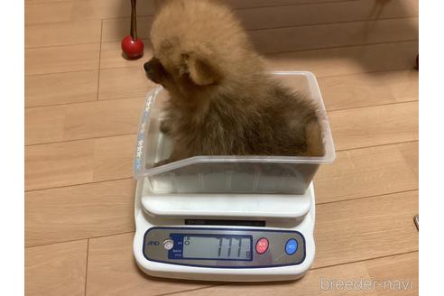 成約済の千葉県のポメラニアン-229360の24枚目