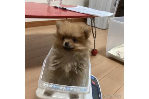 成約済の千葉県のポメラニアン-229360の23枚目