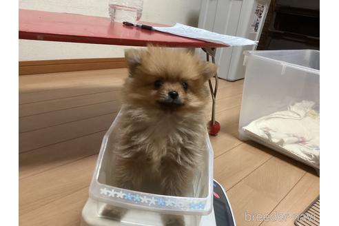 成約済の千葉県のポメラニアン-229360の22枚目
