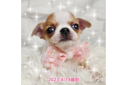 成約済の東京都のチワワ(スムースコート)-228207の29枚目