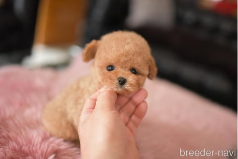 成約済の茨城県のティーカッププードル-232880