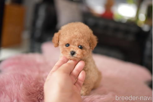 成約済の茨城県のティーカッププードル-232880の5枚目