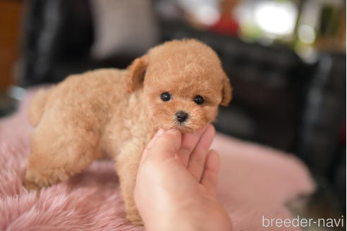 成約済の茨城県のティーカッププードル-232880の4枚目