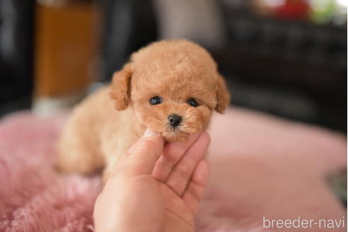 成約済の茨城県のティーカッププードル-232880の3枚目