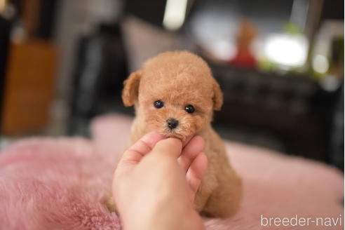 成約済の茨城県のティーカッププードル-232880の2枚目