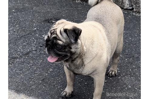 もなかちゃん1枚目