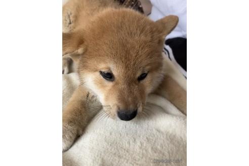 成約済の北海道の柴犬-234650の5枚目