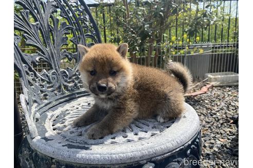 成約済の岡山県の柴犬-234718の1枚目
