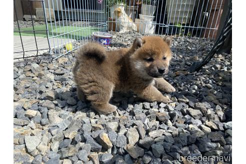 成約済の岡山県の柴犬-234718の5枚目