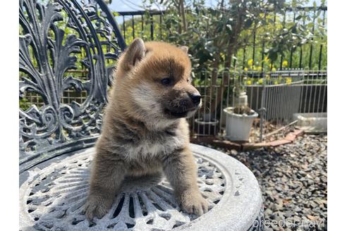 成約済の岡山県の柴犬-234718の4枚目