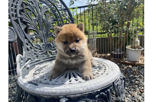 成約済の岡山県の柴犬-234718の3枚目