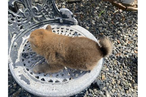 成約済の岡山県の柴犬-234718の2枚目