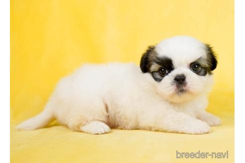成約済の千葉県のミックス犬-234721の2枚目