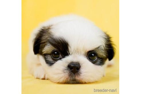 成約済の千葉県のミックス犬-234721の1枚目