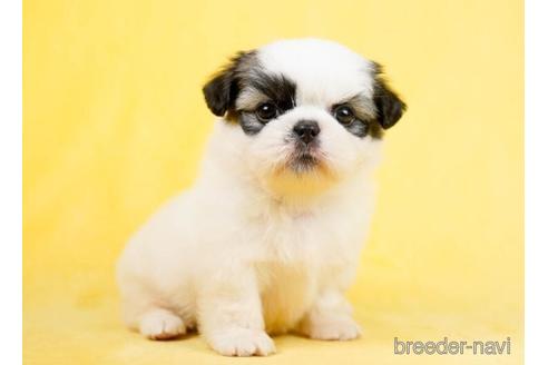 成約済の千葉県のミックス犬-234721の4枚目