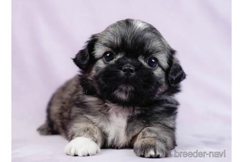 成約済の千葉県のミックス犬-234728の5枚目