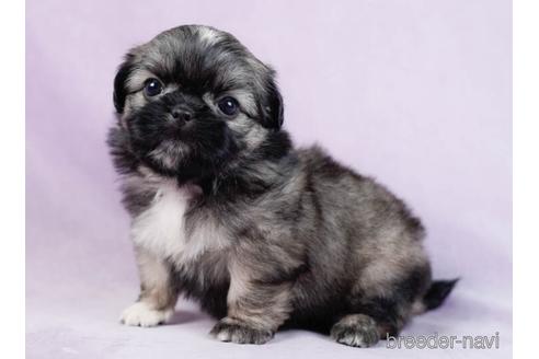 成約済の千葉県のミックス犬-234728の3枚目