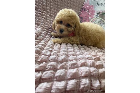 成約済の福岡県のタイニープードル-234737の4枚目