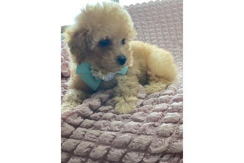 成約済の福岡県のトイプードル-234739の2枚目