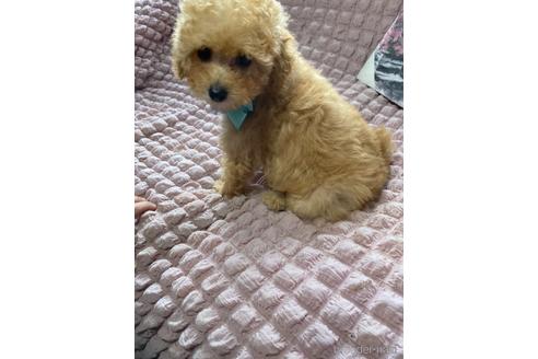 成約済の福岡県のトイプードル-234739の3枚目