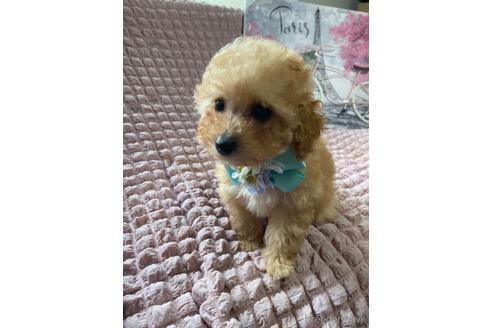 成約済の福岡県のトイプードル-234739の4枚目