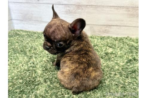 成約済の愛知県のフレンチブルドッグ-234748の4枚目